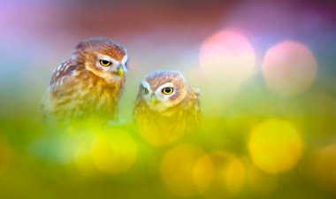 Güzel kuşlar. Küçük baykuşlar. Doğa arkaplanı.