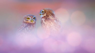 Güzel kuşlar. Küçük baykuşlar. Doğa arkaplanı.