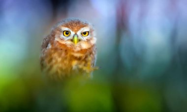 Baykuş. Renkli doğa geçmişi. Küçük baykuş!.