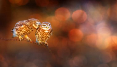 Güzel kuşlar. Küçük baykuşlar. Doğa arkaplanı.