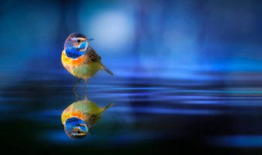 Güzel kuşlar. Renkli doğa arkaplanı.