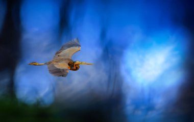 Uçan balıkçıl. Mavi doğa arkaplanı.