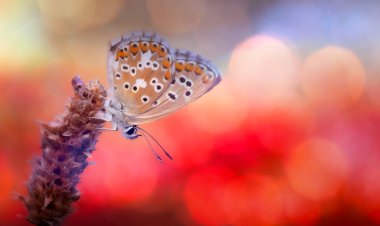 Kelebek. Bir kelebeğin doğal hayatında çekilmiş bir fotoğrafı. Doğa arkaplanı.
