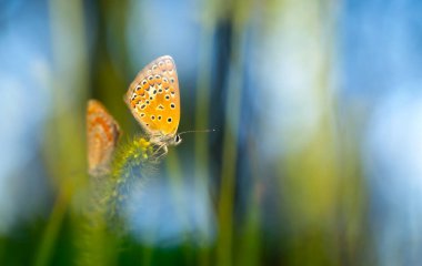 Kelebek. Bir kelebeğin doğal hayatında çekilmiş bir fotoğrafı. Doğa arkaplanı.