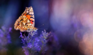 Kelebek. Bir kelebeğin doğal hayatında çekilmiş bir fotoğrafı. Doğa arkaplanı.