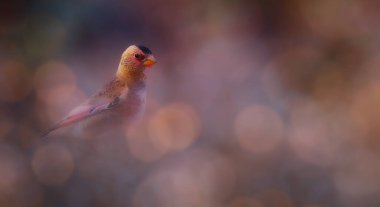 Sevimli kuş. Avrasya kırmızısı Finch 'i yaraladı. Rodopechys sanguineus. Doğa arkaplanı.