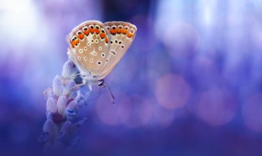 Doğanın en tapılası yaratıklarından bir kelebeğin harika bir fotoğrafı. Doğal arkaplan.
