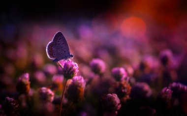 Harika bir ışık ve yaşam alanında çekilmiş bir kelebek. Doğal arkaplan.