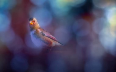 Kuşlar, doğanın sevimli yaratıkları. Doğal, estetik açıdan memnun edici bir fon..