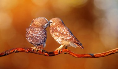 Güzel kuşlar. Küçük baykuşlar. Doğa arkaplanı.