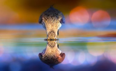 Şirin su kuşları. Doğa arkaplanı.