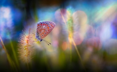Doğanın en tapılası yaratıklarından bir kelebeğin harika bir fotoğrafı. Doğal arkaplan.