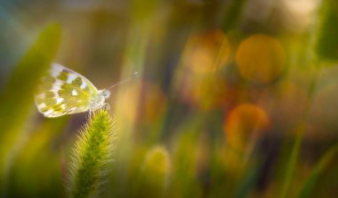 Doğanın en tapılası yaratıklarından bir kelebeğin harika bir fotoğrafı. Doğal arkaplan.