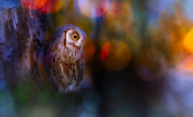 Bir baykuş fotoğrafı, ormanın en gizemli kuşlarından biri. Doğal arkaplan.