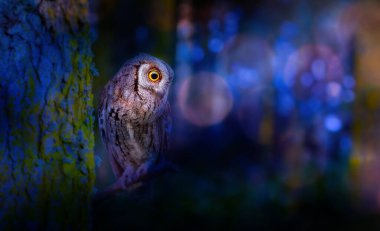 Bir baykuş fotoğrafı, ormanın en gizemli kuşlarından biri. Doğal arkaplan.