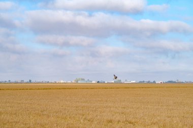 pirinç tarlası alet eviyle hasat için hazır