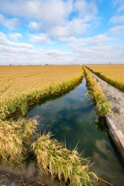 pirinç tarlası alet eviyle hasat için hazır