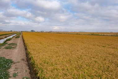 pirinç tarlası alet eviyle hasat için hazır