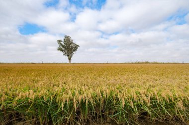 pirinç tarlası alet eviyle hasat için hazır