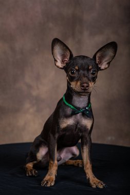 Siyah tabloda gradyan arkaplanı olan pinscher yavrusu