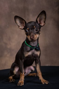 Siyah tabloda gradyan arkaplanı olan pinscher yavrusu