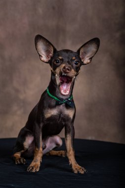 Siyah tabloda gradyan arkaplanı olan pinscher yavrusu