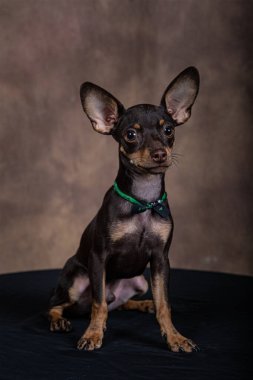 Siyah tabloda gradyan arkaplanı olan pinscher yavrusu