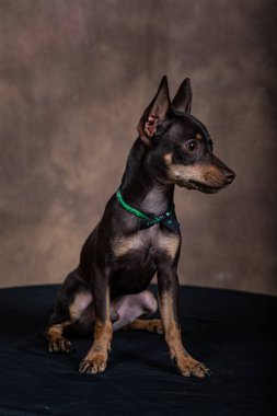 Siyah tabloda gradyan arkaplanı olan pinscher yavrusu