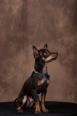 Siyah tabloda gradyan arkaplanı olan pinscher yavrusu
