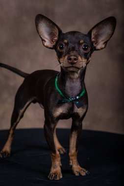 Siyah tablonun üzerinde gradyan arkaplan ile yavru pinscher