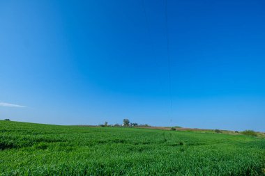 Mavi gökyüzü ile ekilmiş yeşil tarla
