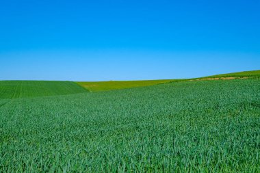 Mavi gökyüzü ile ekilmiş yeşil tarla