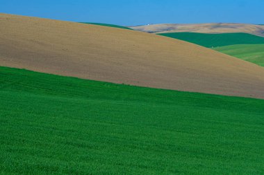 Mavi gökyüzü ile ekilmiş yeşil tarla