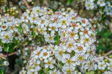 Badem çiçekleri Arı emiyor