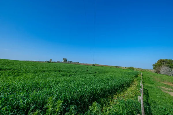 Mavi gökyüzü ile ekilmiş yeşil tarla