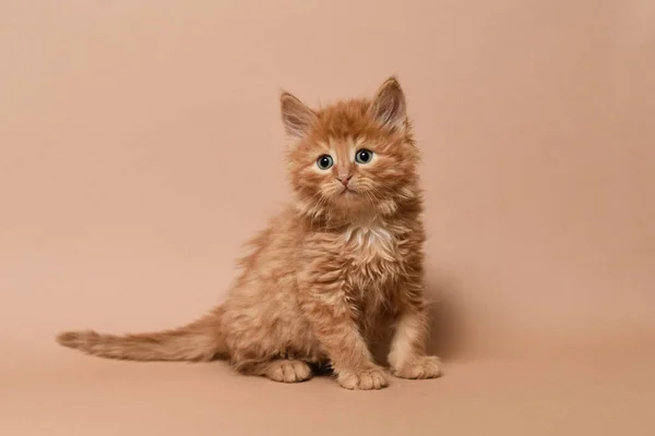 Bej arka planda pofuduk turuncu kedi yavrusu oturuyor. İzole edilmiş