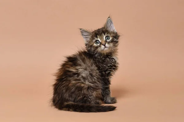 Bej arka planda pofuduk kedi yavrusu oturuyor. İzole edilmiş