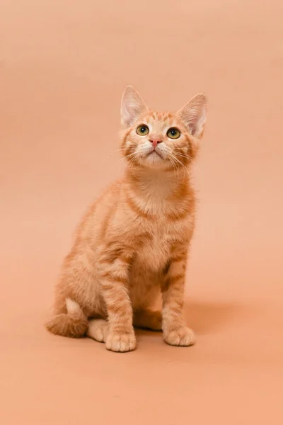 Sitting Orange Kitten Looking Beige Background Isolated — Stock Photo, Image