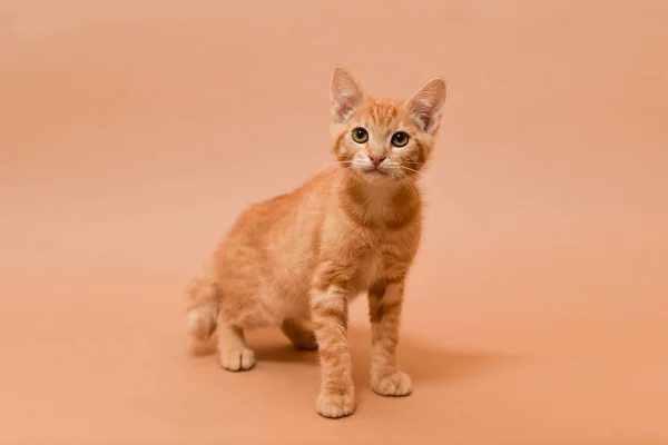 Bej arka planda duran turuncu kedi yavrusu. İzole edilmiş