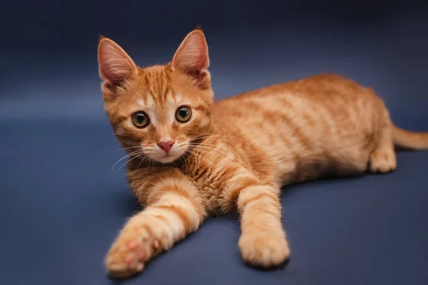 Koyu mavi arka planda tatlı turuncu kedi yavrusu kameraya bakıyor. İzole edilmiş