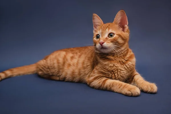 Koyu Mavi Arka Planda Tatlı Turuncu Kedi Yavrusu Yan Bakıyor — Stok fotoğraf