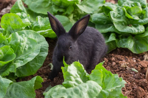 兔子吃生菜 免版税图库图片