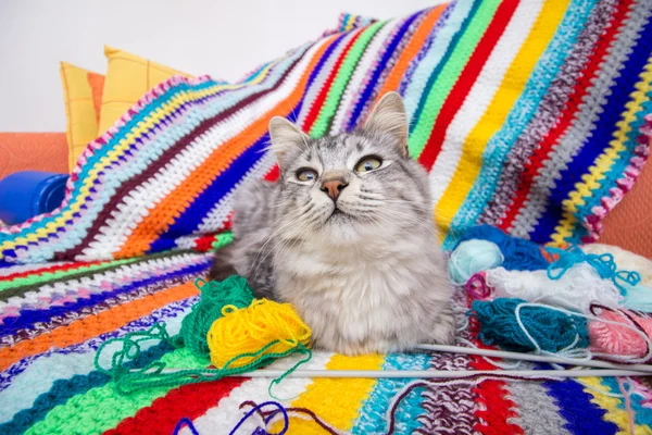 Renkli yün battaniye de kedi
