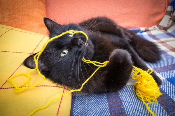 Gato divirtiéndose con bola de hilo Fotos de stock libres de derechos