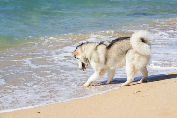 Chien esquimau sur la côte maritime Photos De Stock Libres De Droits