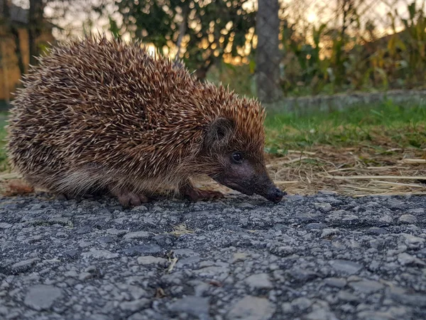 Şirin bir kirpinin yiyecek ararken taş bir yüzeyi koklamasının yakın çekimi..
