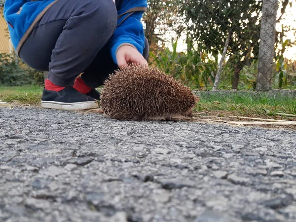 Closeup Shot Child Playing Hedgehog — Stock Photo, Image