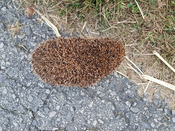 Close Shot Van Een Schattige Egel Snuiven Een Stenen Oppervlak — Stockfoto