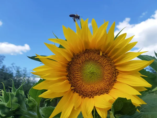 Selective Focus Shot Honeybee Collecting Pollen — Stock Photo, Image