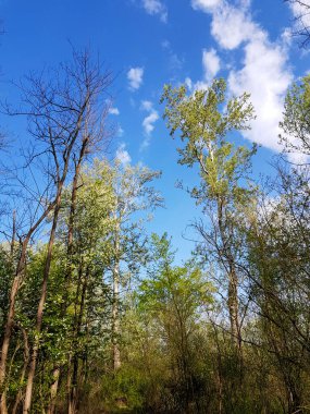 Mavi arka planda yeşil yapraklı ağaçların alçak açılı görüntüsü.
